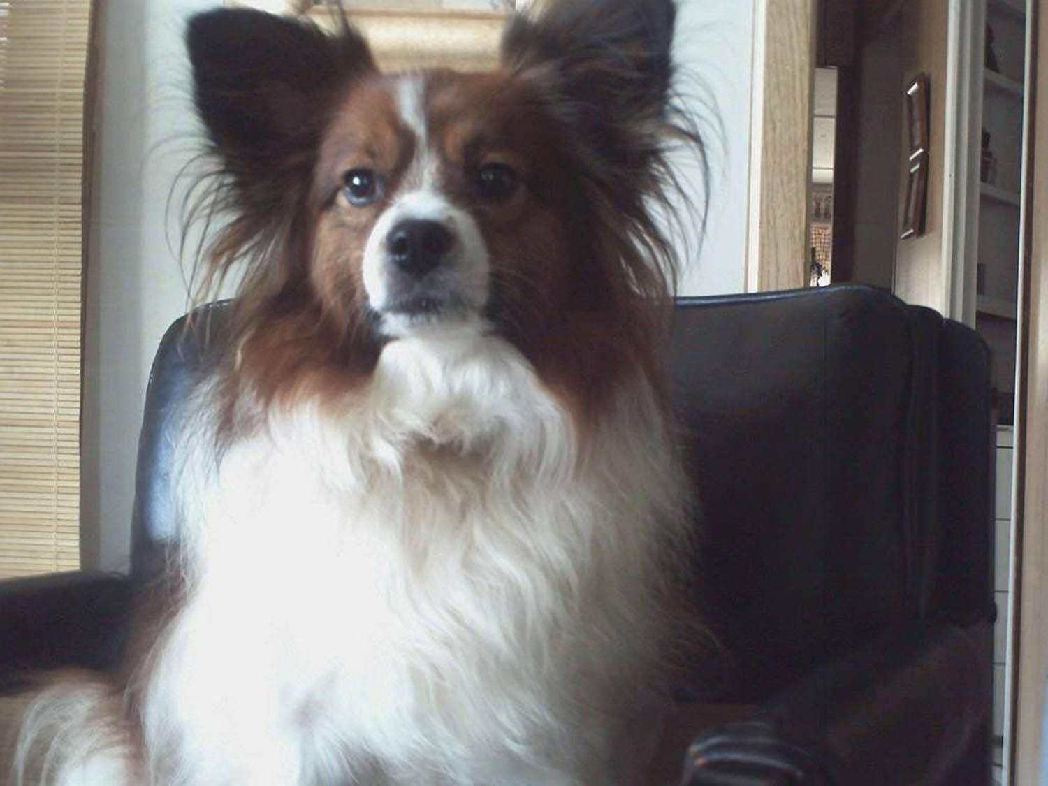 Pic of the Litter: Littleboy
